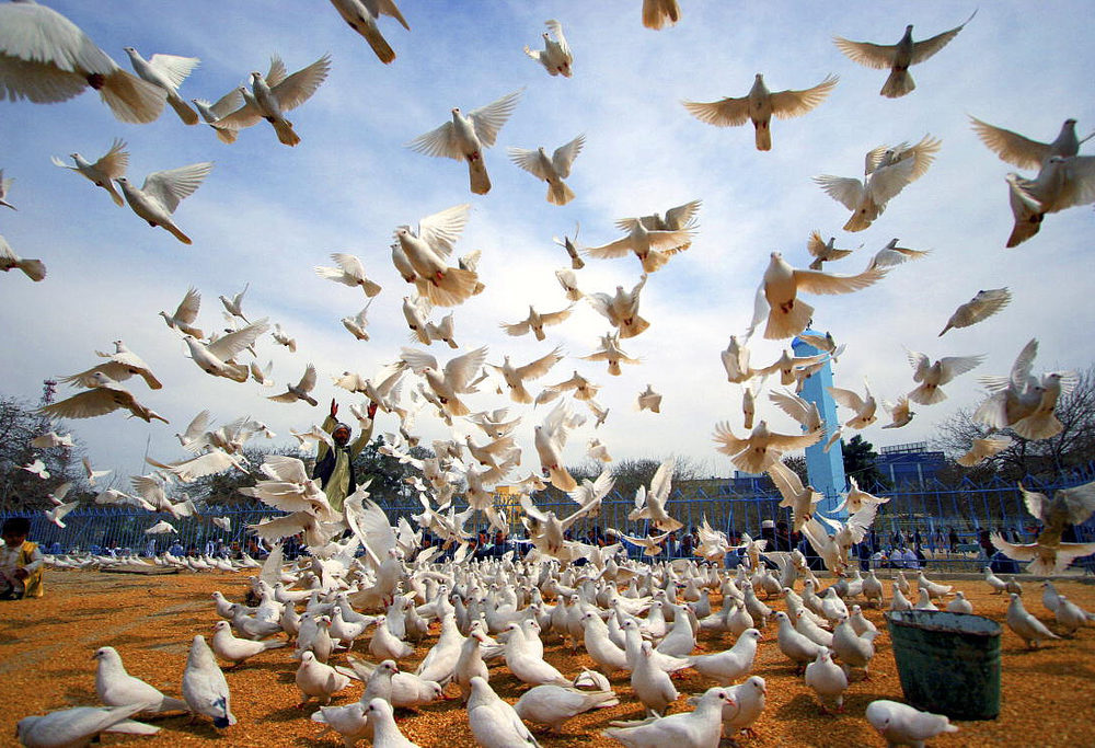 Scores of white peace doves sit on the red ground while others are taking to the blue sky as a man raises his arms in the background at the historic Hazrat-i-Ali mosque, in the city of Mazar-i-Sharif, Afghanistan.