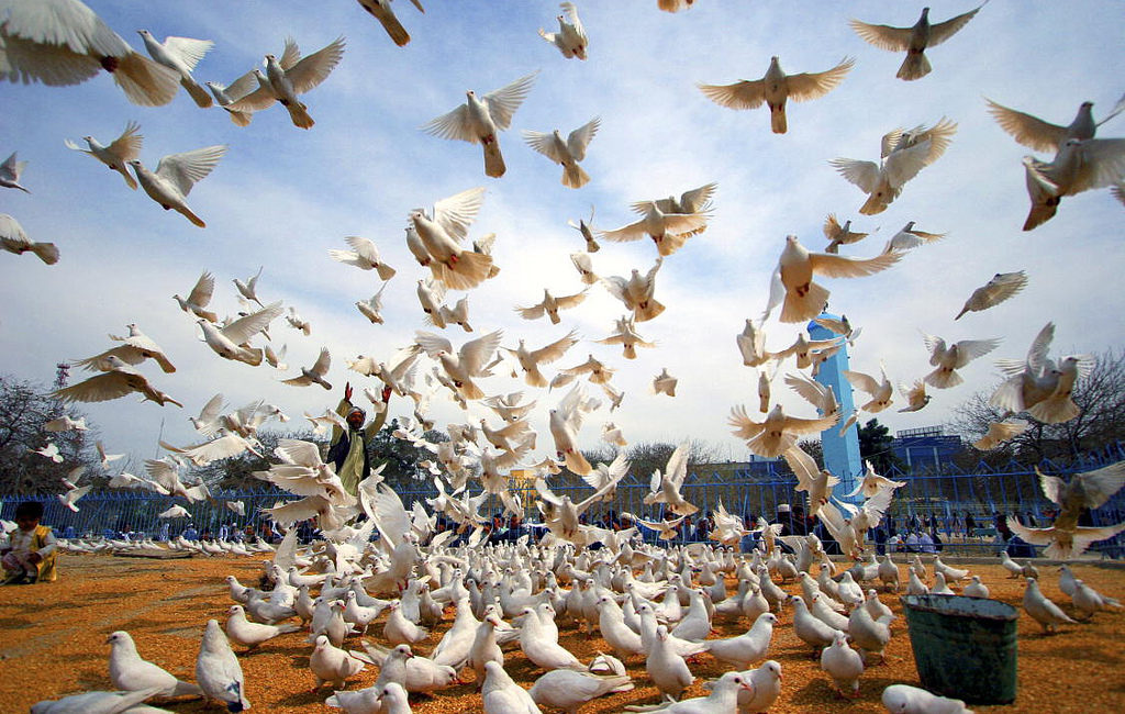 Scores of white peace doves sit on the red ground while others are taking to the blue sky as a man raises his arms in the background at the historic Hazrat-i-Ali mosque, in the city of Mazar-i-Sharif, Afghanistan.
