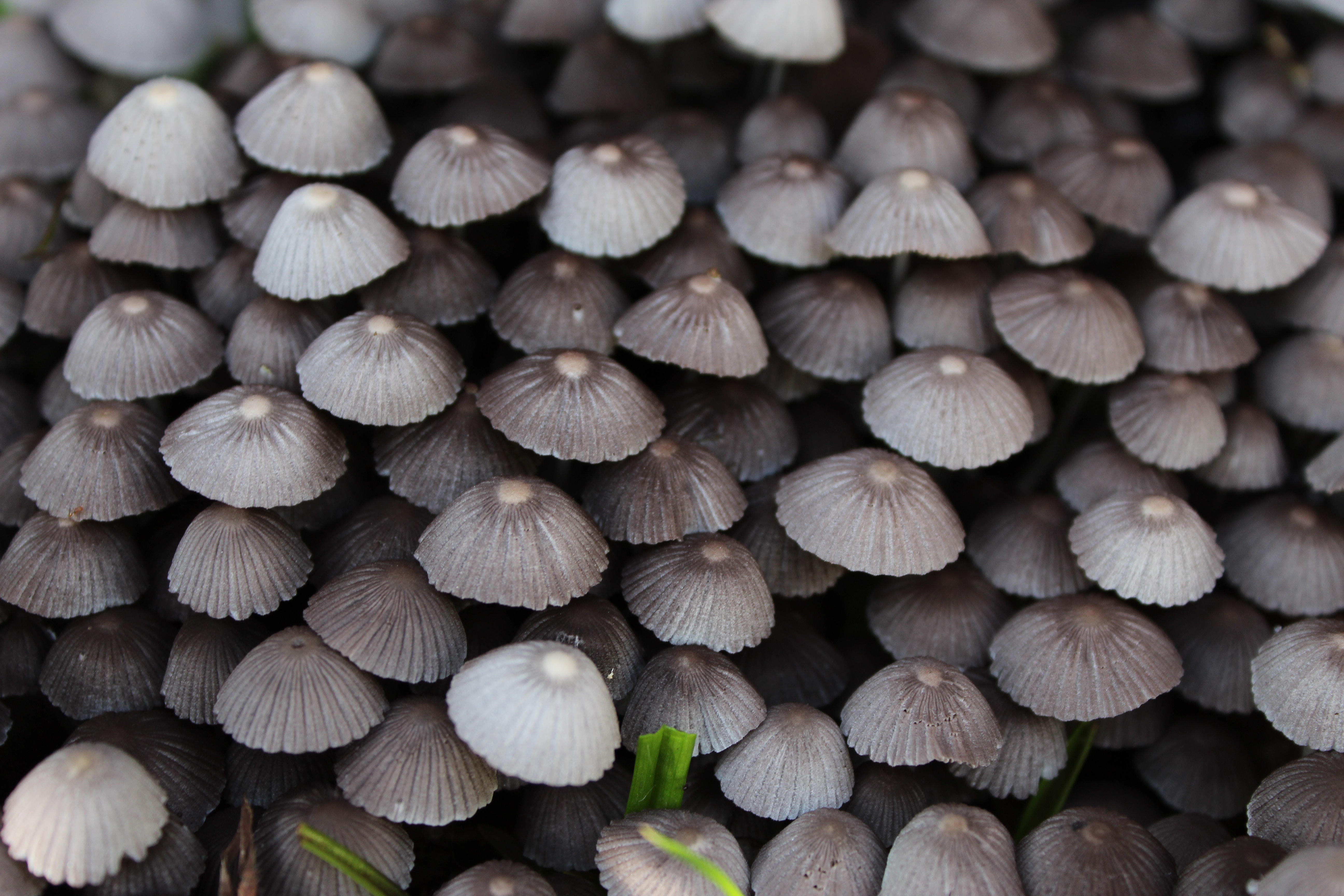 Can Mushrooms Show Us A Better Way Of Life   Emanuel Rodriguez 2hdbY4Xaihw Unsplash 