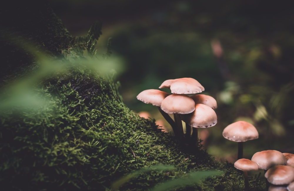 mushrooms Anna Lowenhaupt Tsing podcast interview