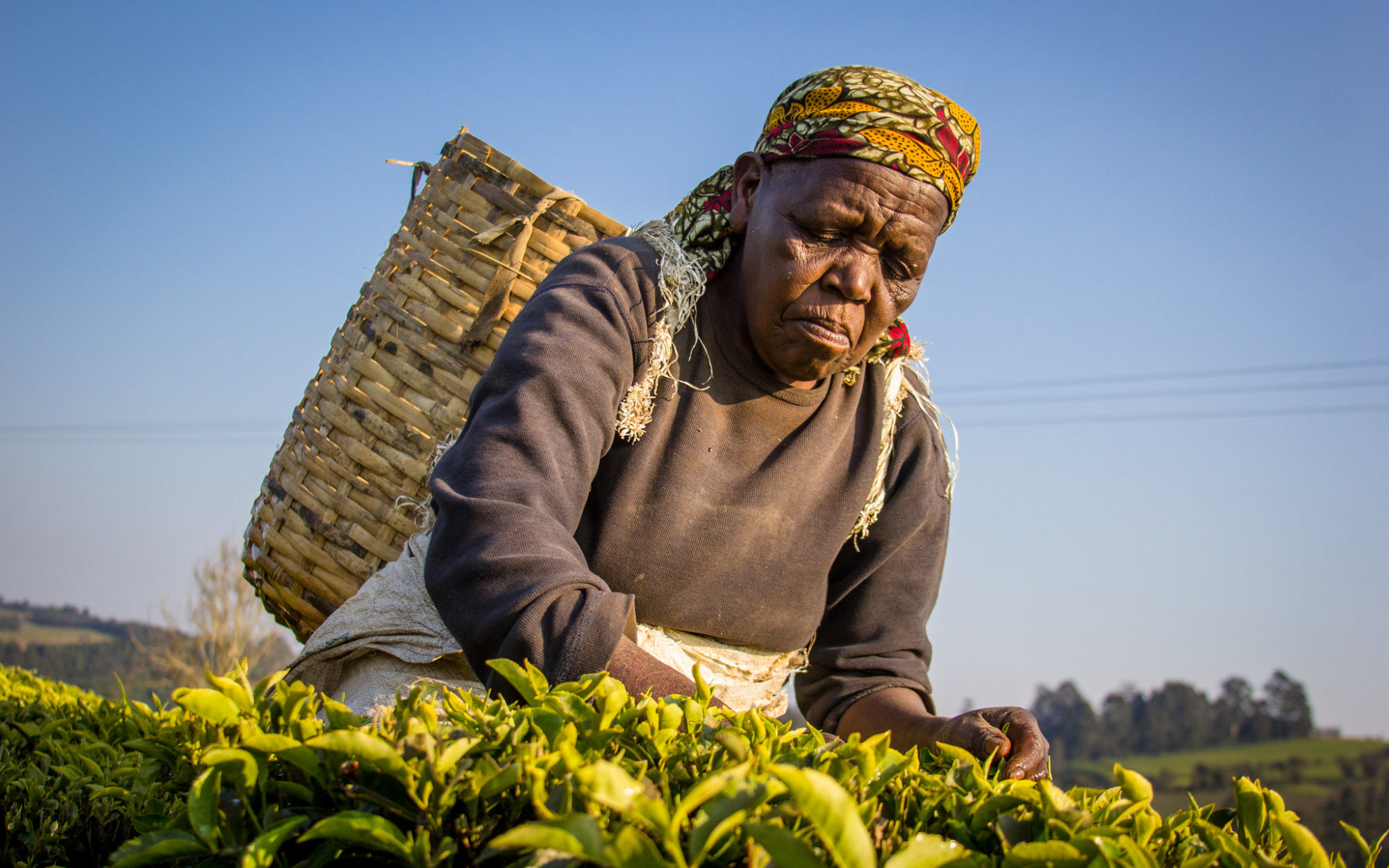 Tanzania Tea pickers for Rainforest Alliance Unilever story - image by CIFOR