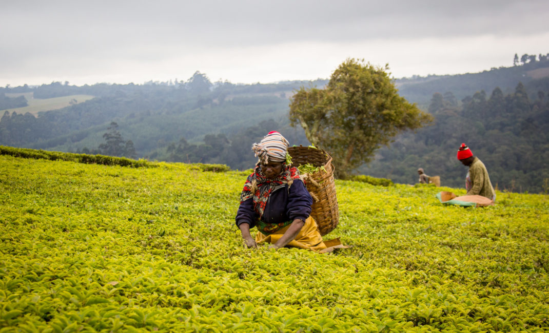 Tanzania Tea pickers photographed by CIFOR - for Rainforest Alliance Unilever story 