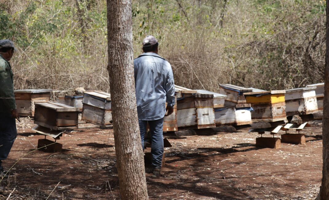 beekeepers in an apiary, hives
