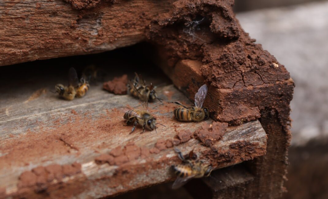 Dead bees and a hive, close-up