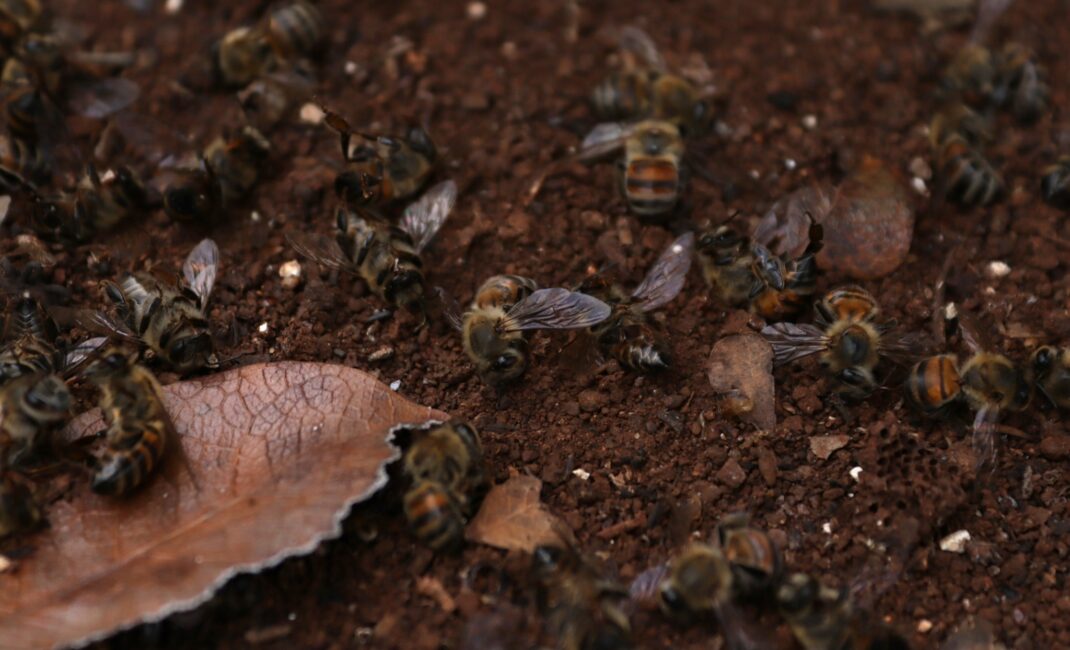 dead bees, close-up 