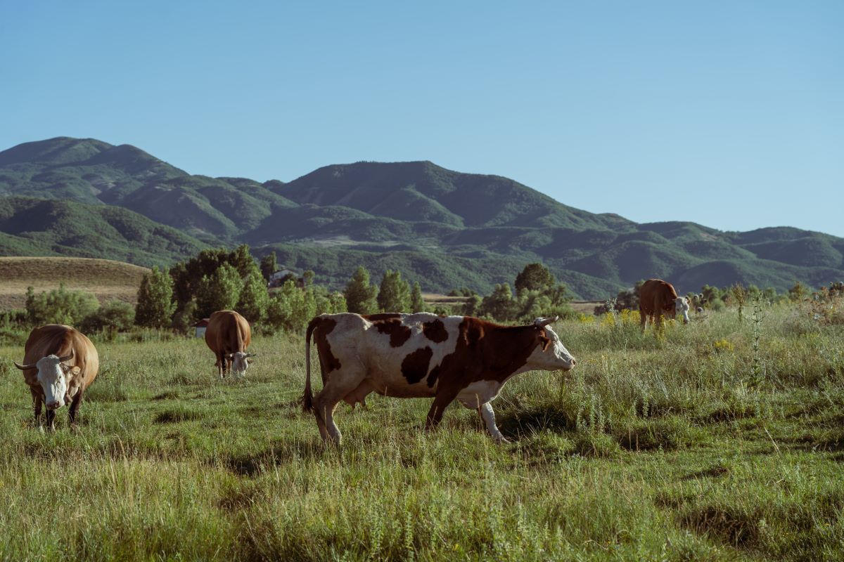 Cows in a green field in Ovacik, Munzur Valley, with hills in the background
