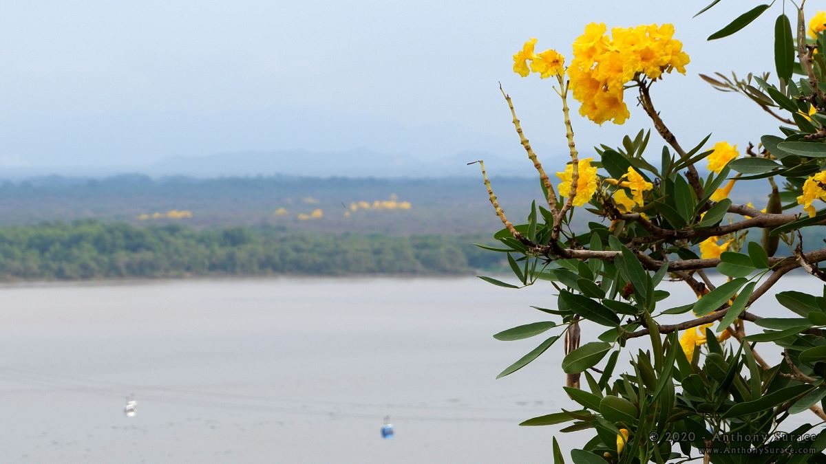 In Guayaquil, a wide shot of a body of water with yellow flowers and green leaves in the right hand foreground