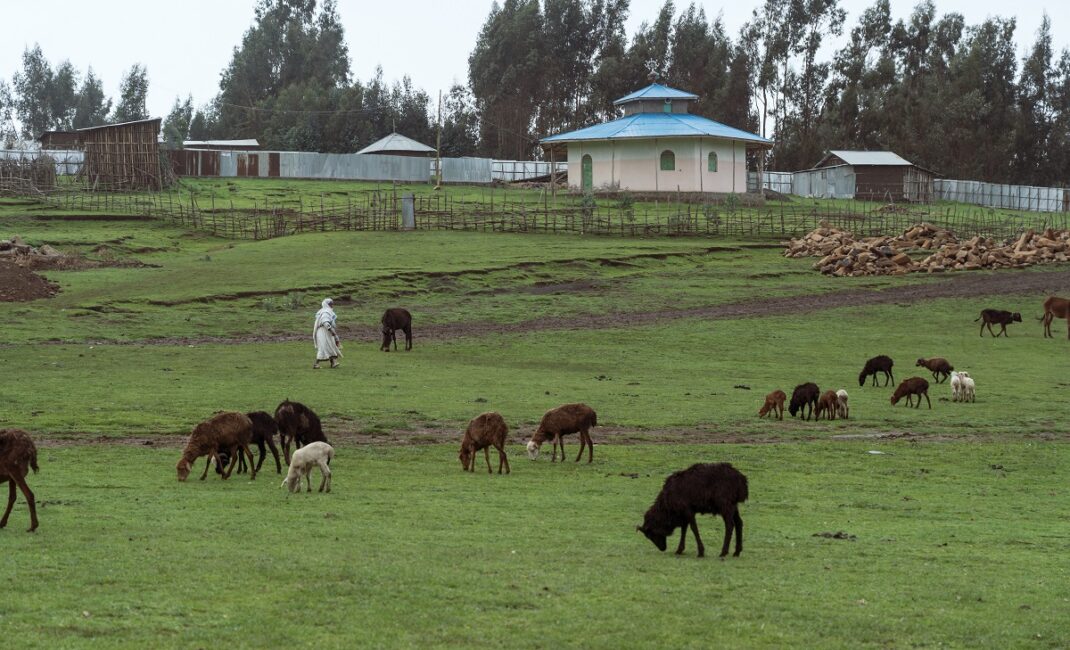 Ethiopian Orthodox church in a village in Debark. A woman in a headscarf in walking amongst sheep in the neighbouring paddock:  Photograph by Jaclynn Ashly for Lacuna story on religious tensions in Ethiopia.